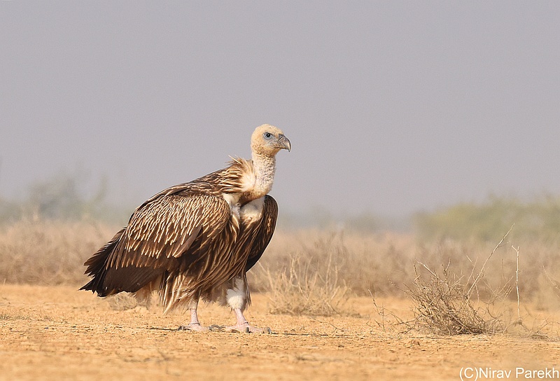 Himalayan Griffon